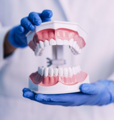 dental-model-of-jaw-.jpg